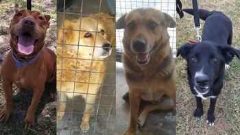 Adoptá tu perro en Zoonosisescobar