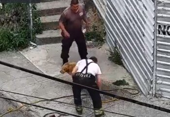 Bomberos salvaron al animal en