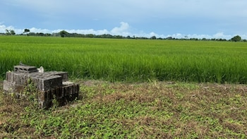Cerca del 80% de la siembra de arroz en el país se hace bajo el sistema de secano, o sea, dependiendo de las lluvias. (Mida)