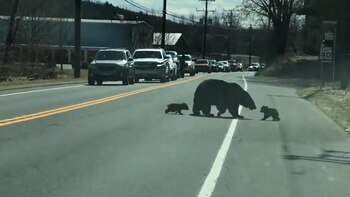 Aunque los osos rara vez