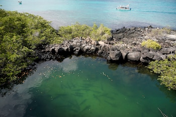 Las Galápagos albergan unas 30 especies de tiburones, entre ellas el martillo, el de Galápagos y el ballena. REUTERS/Santiago Arcos/File Photo