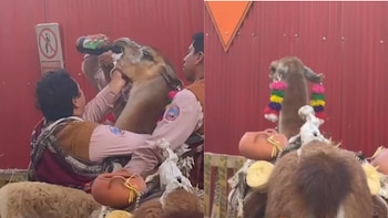 Una llama terminó bebiendo cerveza durante una festividad en Cusco: autoridades buscan a responsables por presunto maltrato animal