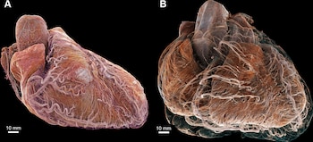 La obtención de imágenes detalladas
