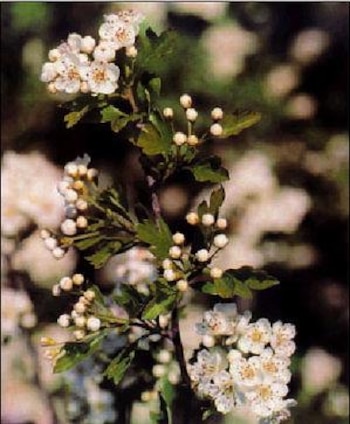 El espino blanco cuenta con