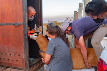 Translocación de Alfonso al Parque