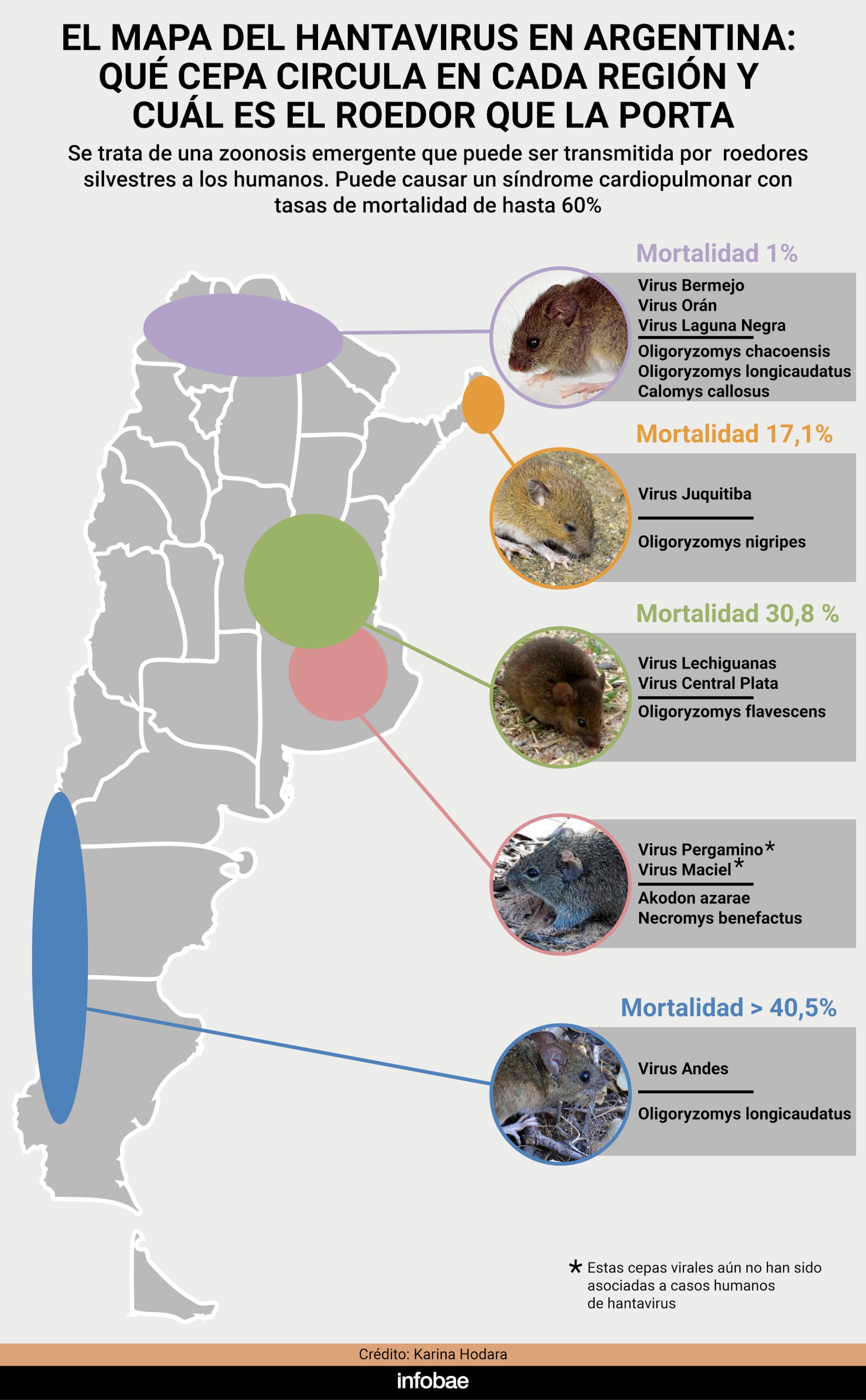 Ocho especies de pequeños roedores silvestres portan distintas cepas del virus en cuatro regiones del país, sin enfermarse ni saberlo (Karina Hodara)