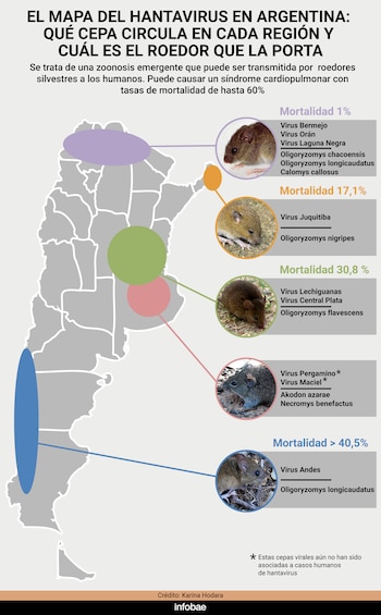 Ocho especies de pequeños roedores silvestres portan distintas cepas del virus en cuatro regiones del país, sin enfermarse ni saberlo