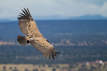 Un buitre leonado en vuelo con el plumaje pardo y las alas extendidas ante un paisaje boscoso y colinas al fondo