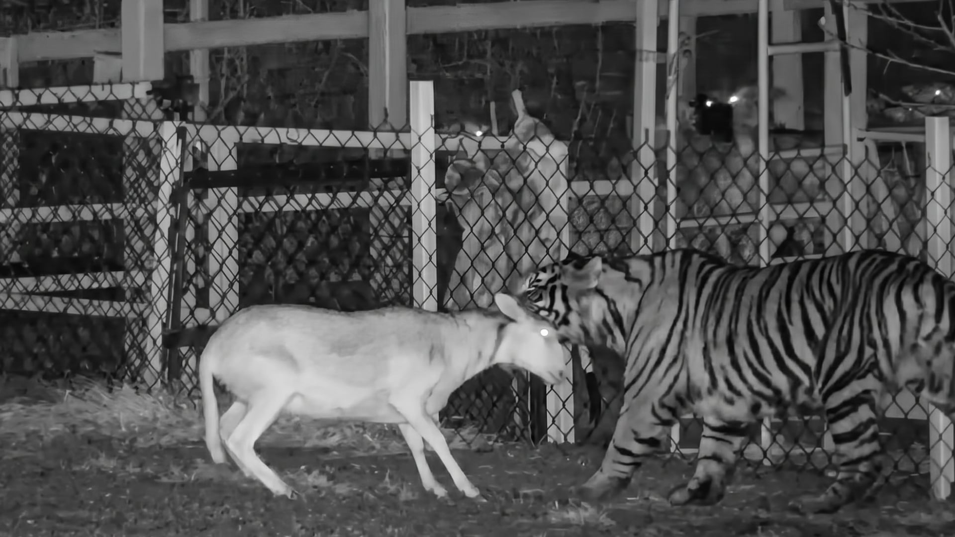 Un tigre camina junto a un caprino frente a una malla metálica en La Barca, Jalisco, tras la alerta de urgencia emitida por autoridades locales. (facebook)