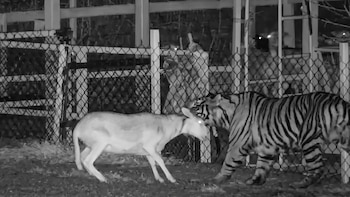 Tigre suelto pone en alerta a La Barca, Jalisco: autoridades despliegan operativo de búsqueda