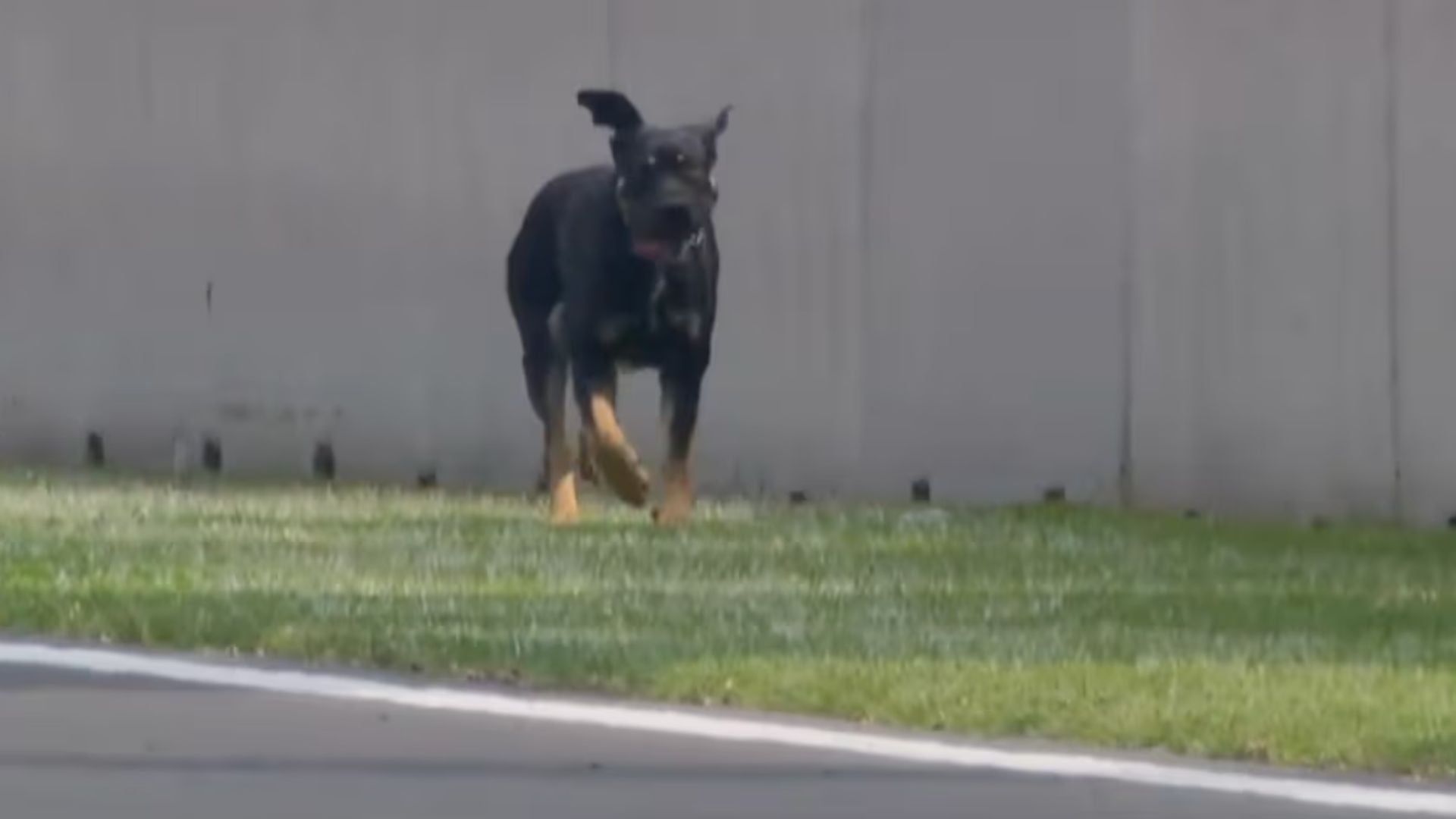 Perrito se roba el show en el GP de México 2026 e internet lo bautiza como “Furstappen” al recorrer el Autódromo Hermanos Rodríguez
