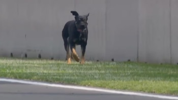 Perrito se roba el show en el GP de México 2026 e internet lo bautiza como “Furstappen” al recorrer el Autódromo Hermanos Rodríguez