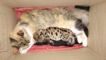 Una gata adoptó al cachorro de puma sobreviviente tras el atropello de su madre en el Parque Nahuel Huapi