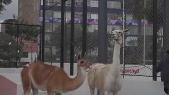 Los animales eran utilizados para fotografías con visitantes a cambio de S/10 por imagen. Captura de video