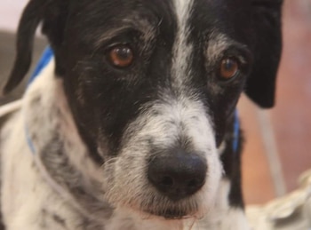 De acuerdo con algunos reportes