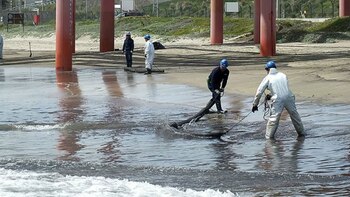 Gaviotas y medusas muertas por