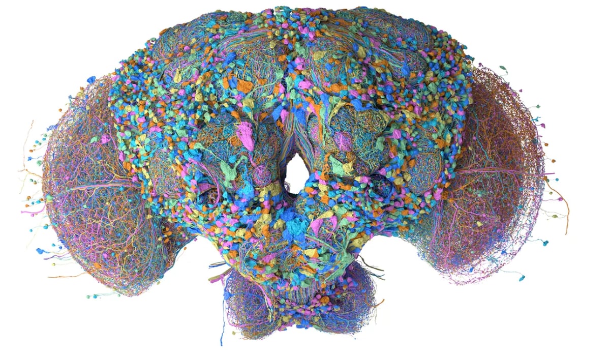 Google Research usó inteligencia artificial para identificar neuronas en imágenes de microscopio y reconstruir en 3D el conectoma de la mosca.