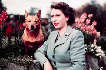 Perros reina Isabel II