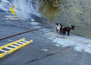 Imagen de los perros rescatados de una balsa de riego. (Guardia Civil/Europa Press)