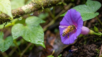 Primer plano macro de una abeja con polen en una flor violeta. Se aprecian hojas verdes con gotas de rocío, una rama con musgo y tierra húmeda al fondo.