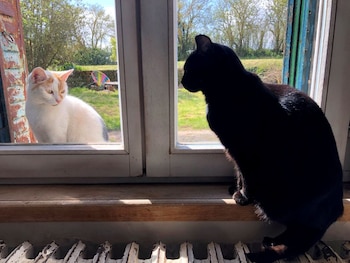 Cómo evitar accidentes domésticos con gatos (REUTERS/Pascal Rossignol)