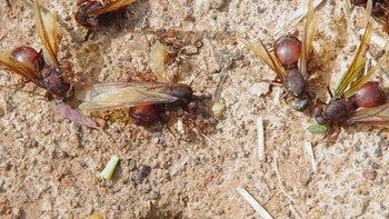 Die Saison der großen Arschameisen