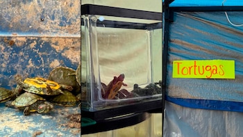 Aseguran tortugas, serpientes y aves