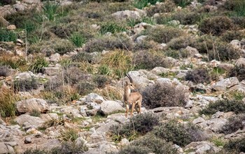 Una gacela de montaña salvaje
