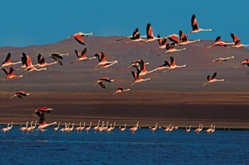 Paracas, en Perú, fusiona desierto