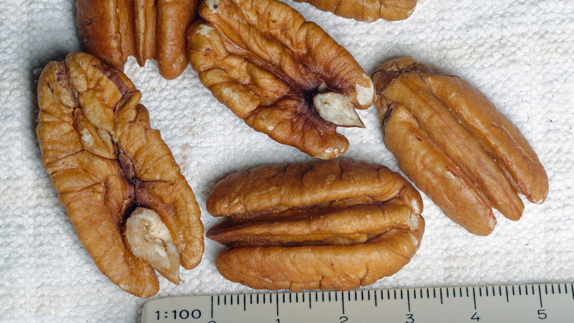 Las pecanas aportan compuestos fenólicos, vitamina E y minerales clave como zinc, cobre y manganeso para la función inmunitaria
(Crédito Wikipedia)