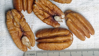 Las pecanas aportan compuestos fenólicos,