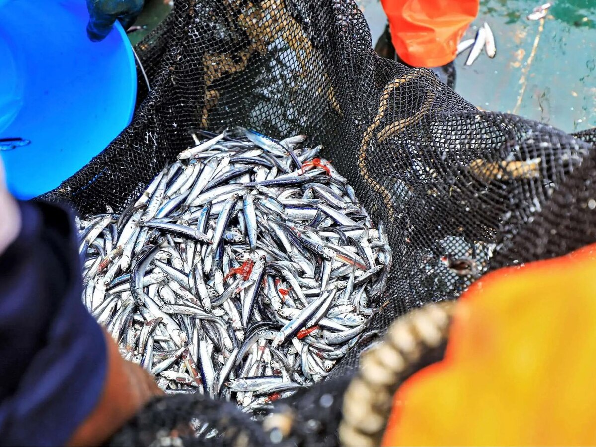 Sociedad Nacional de Pesquería: “Incautaciones desproporcionadas e inseguridad jurídica amenazan la pesca industrial en Perú” - Infobae