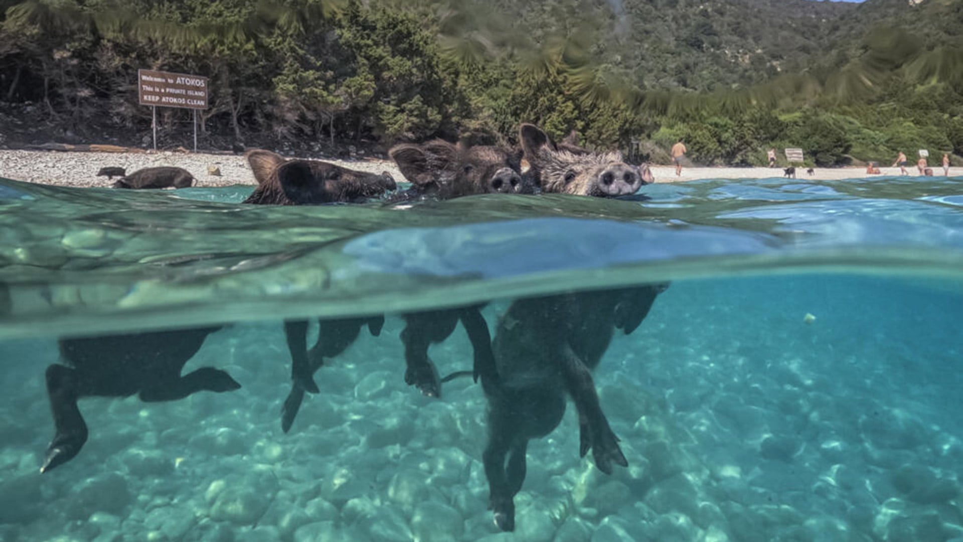 Atokos, un islote privado y deshabitado del mar Jónico, convirtió a los cerdos negros en una atracción turística de Grecia (AFP)