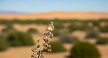 Mariposa de alas blancas, naranjas y negras posada en una rama seca; fondo desértico borroso con arbustos verdes y cielo azul.