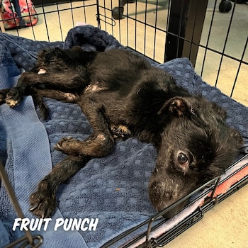 Ponche de Frutas llegó con