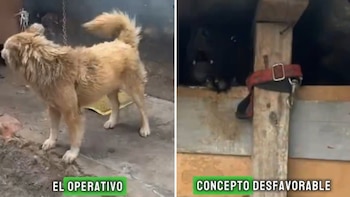 El operativo conjunto en Bogotá respondió a reportes ciudadanos sobre condiciones inadecuadas y presunto maltrato a perros en una vivienda local - crédito @AnimalesBOG/X