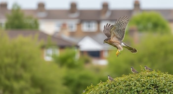 Un halcón de Cooper de plumaje marrón y blanco con patas amarillas vuela bajo sobre un arbusto verde, mientras pequeñas aves grises posan en él. Casas borrosas y árboles se ven al fondo.