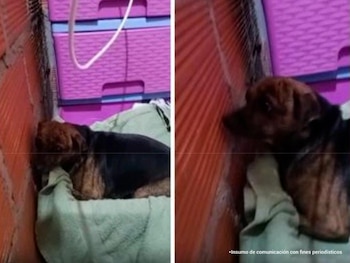 El caso de Luna abrió la primera causa penal por acceso carnal a animal en Colombia - crédito Fiscalía General de la Nación