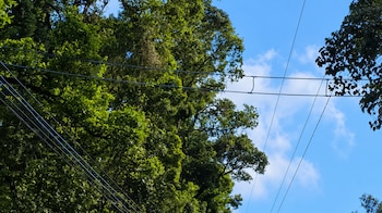 Instalación de pasos aéreos facilita el desplazamiento seguro de especies como monos y zarigüeyas en Cartago. Cortesía: Coopesantos