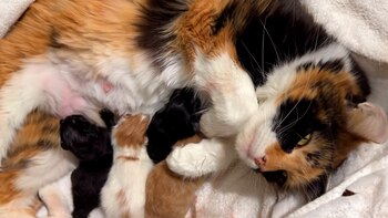 Ambria llegó a Homeward Bound