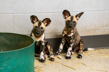 El zoológico está construyendo un