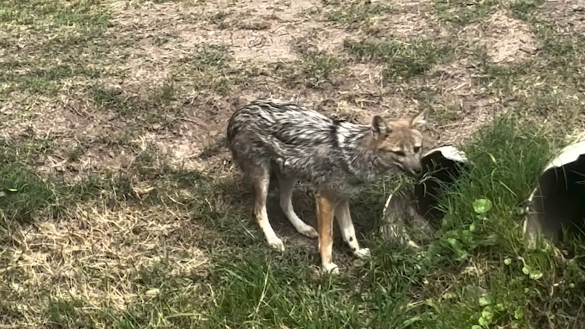 Testimonios de vecinos confirman ataques de zorros a perros pequeños en el barrio Don Joaquín de Canning