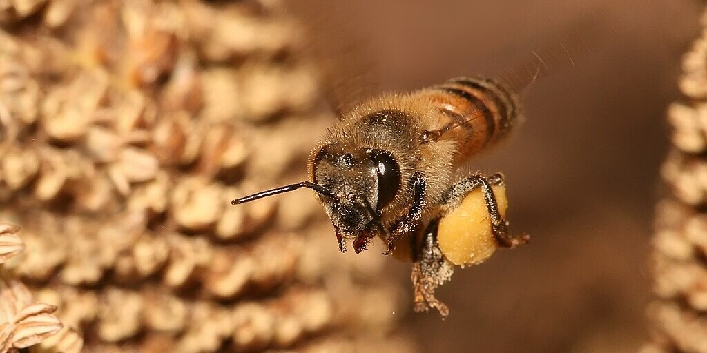 Alas deformadas: identifican un virus que pone en jaque la apicultura - Infobae