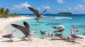 Varias aves de plumaje gris y blanco sobre la arena blanca de una playa costera con mar turquesa e islas de fondo.