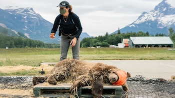 Mujer con gorra y mascarilla sostiene una herramienta junto a un oso grizzly sedado en un palé con paja. Se observa una red, montañas y edificios en el fondo