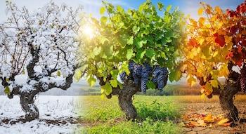 Composición de una vid que muestra cuatro etapas estacionales: nevada en invierno, frondosa con uvas en verano, brotando en primavera y con hojas rojas en otoño.