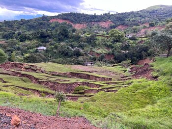 Según el director de