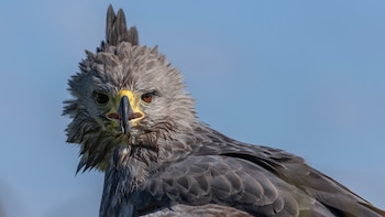 Las águilas, cuando tienen 40 años envejecen, envejecen mucho. El pico se curva, las uñas se van haciendo como más abarrotadas, las plumas se vuelven viejas y se ponen pesadas
