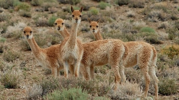Condenaron a dos hombres en Jujuy por matar nueve vicuñas a escopetazos en la puna
