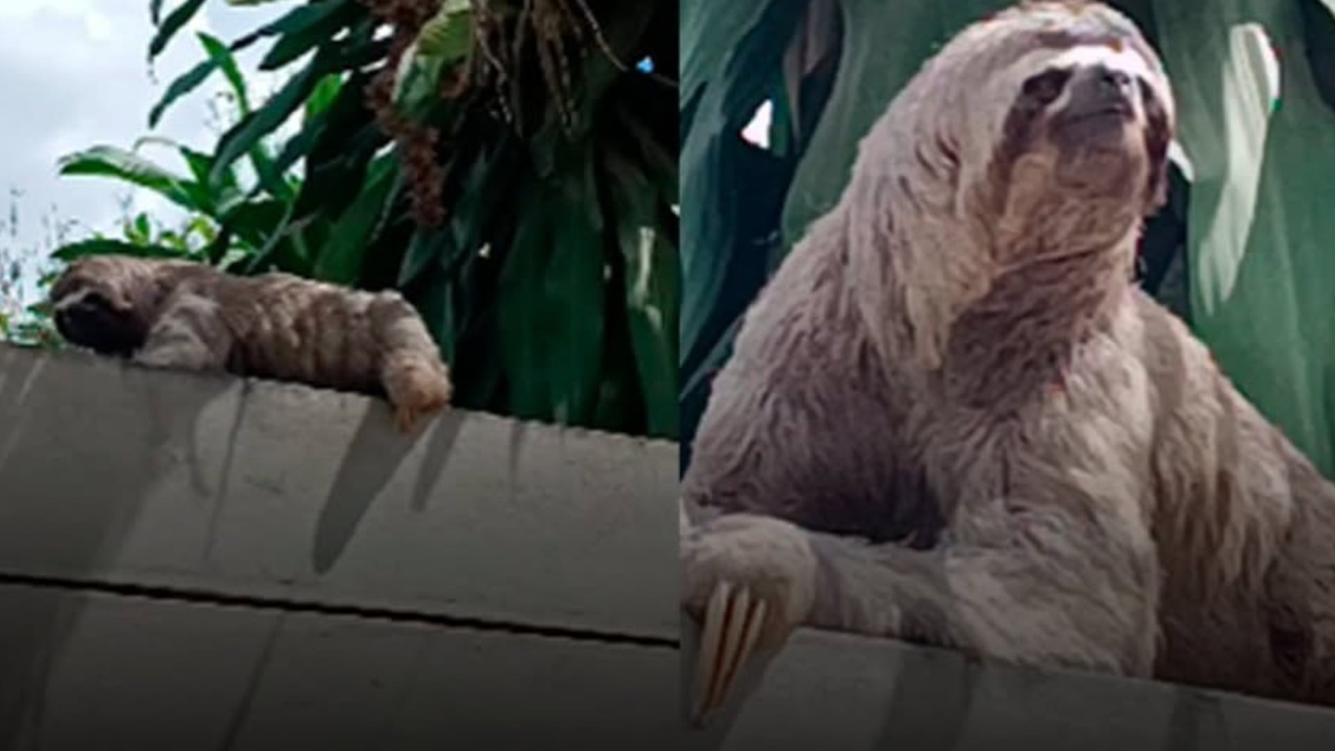 Un oso perezoso fue encontrado en el cerco del cementerio y rescatado por especialistas. (Facebook)